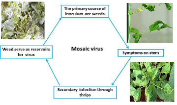 Disease cycle Mosaic virus