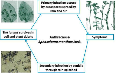 Disease cycles Anthracnose