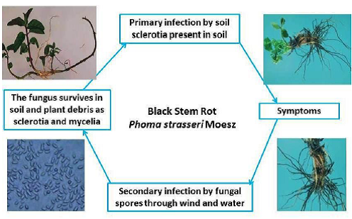 Disease cycles Black Stem Rot