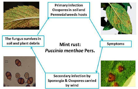 Disease cycles Mint rust