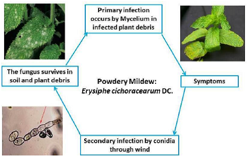 Disease cycles Powdery Mildew