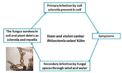 Disease cycles Stem and stolon canker