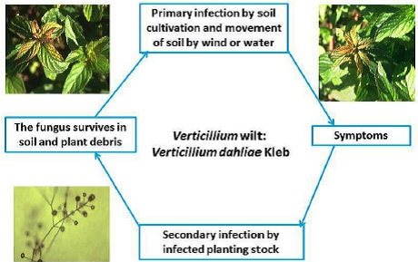 Disease cycles Verticillium wilt