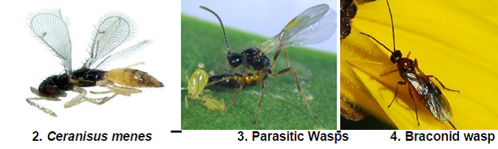 Larval nymphal and adult parasitoids