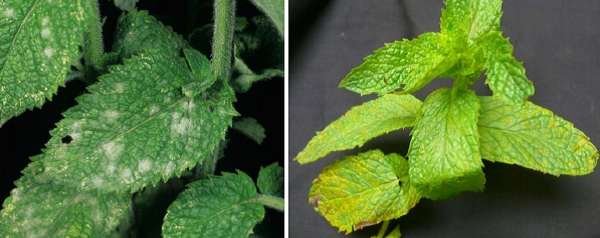 Mint Diseases Vikaspedia