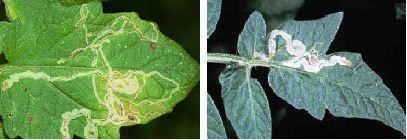 leaf miner