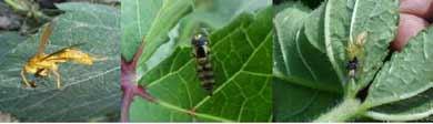 beneficial_insects-brinjal