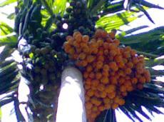 areca bunch