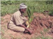 areca planting