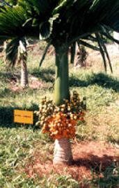 areca swarnamangala