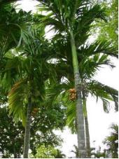 areca tree