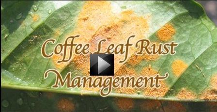 Cofee Leaf video image