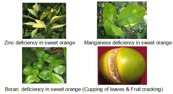 Sweet orange nutrient deficiency symptoms