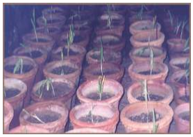 Acclimatization of collected saplings in the glass house