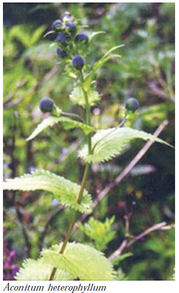 Aconitum heterophyllum final