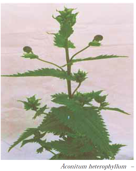 Aconitum heterophyllum1