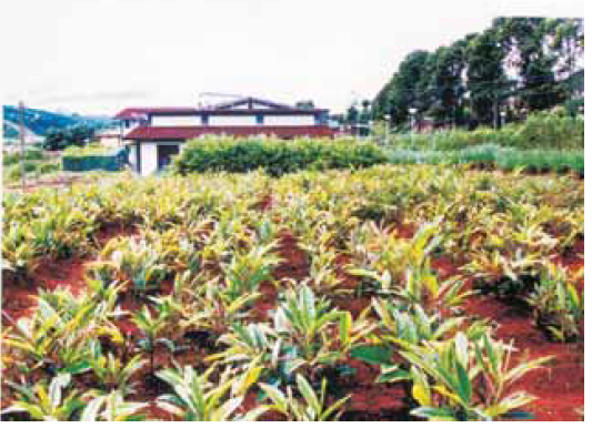 alpinia galanga crop view