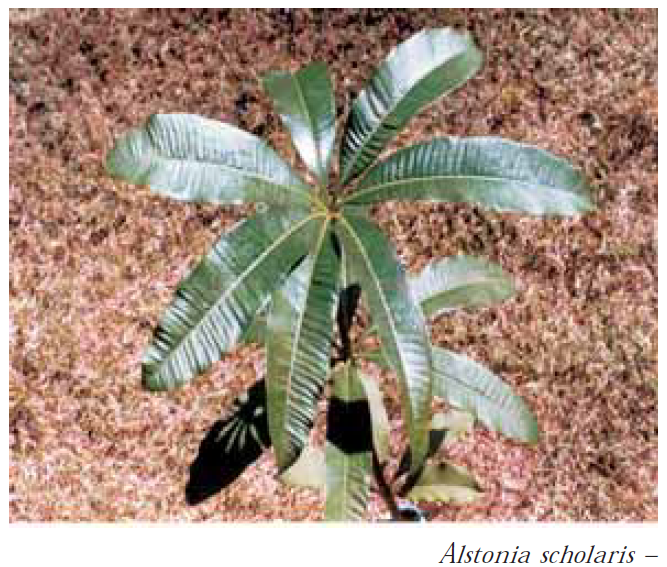 alstonia scholaris1