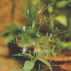 Andrographis paniculata 1