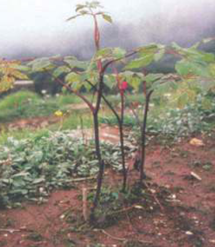 Angelica glauca