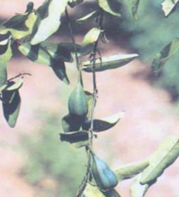 Aristolochia indica