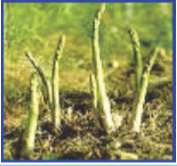 Asparagus adscendens in early stage