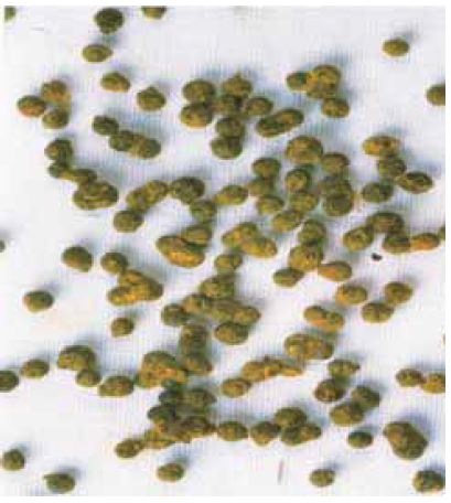 Asparagus recemosus viable seeds