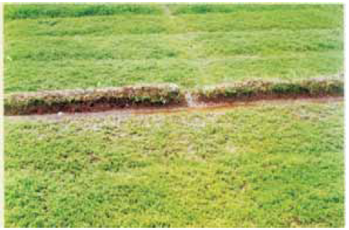 bacoba monnieri crop grow in hills