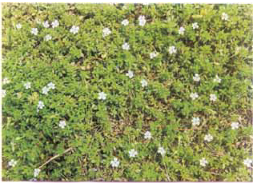 bacoba monnieri flowering