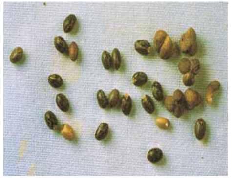 Baliospermum montanum seeds