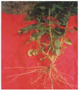 Baliospermum montanum1