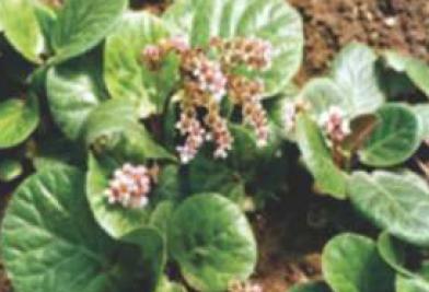 Bergenia ciliata in field