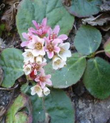 Bergenia Ciliata Vikaspedia