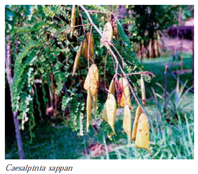 Caesalpinia sappan final