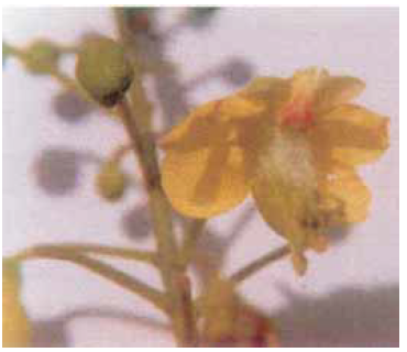 Caesalpinia sappan flowering