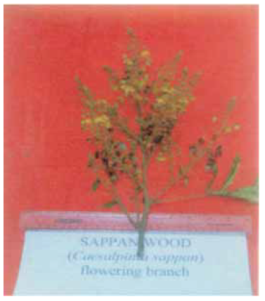 Caesalpinia sappan twig