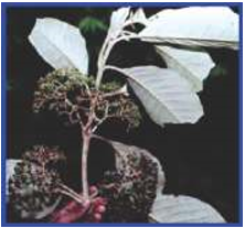 Callicarpa macrophylla 
