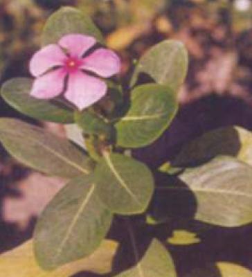 Catharanthus roseus