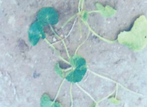 Centella asiatica in field