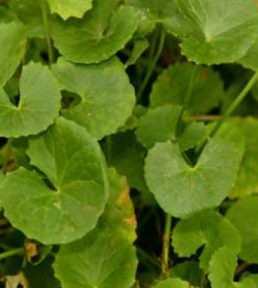 Centella asiatica