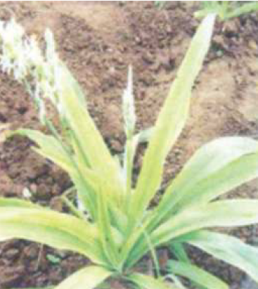 Chlorophytum arundinaceum
