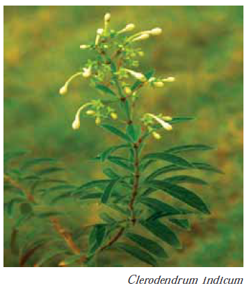 Clerodendrum indicum 1