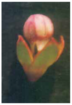 Clerodendrum indicum floral bud