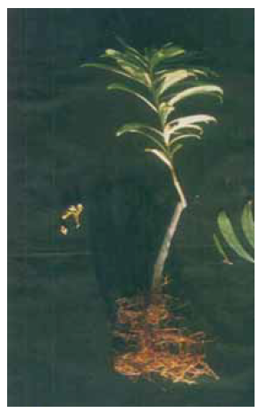 Clerodendrum indicum plantlet