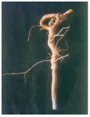Clerodendrum indicum root