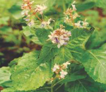 Clerodendrum serratum