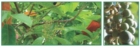 Close up of the flowering branch and  Fruits