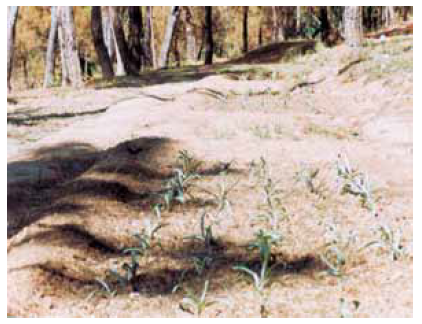 Colchicum luteum in field