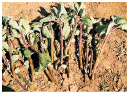 Coleus barbatus stem cuttings