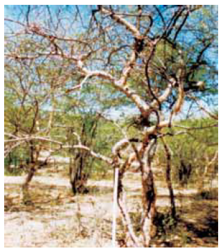 Commiphora wightii 1